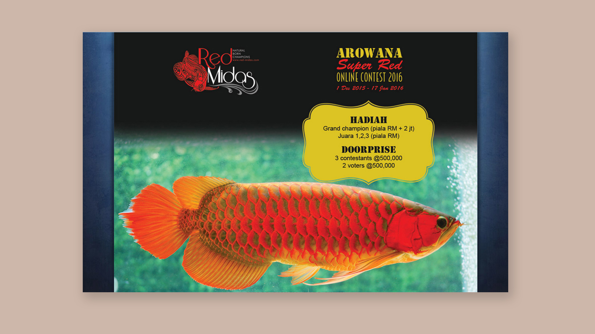 Red Midas Competition